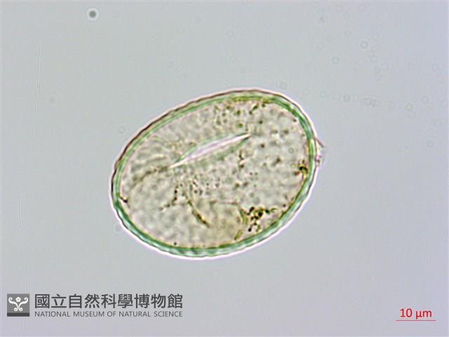 長葉陰石蕨藏品圖，第2張