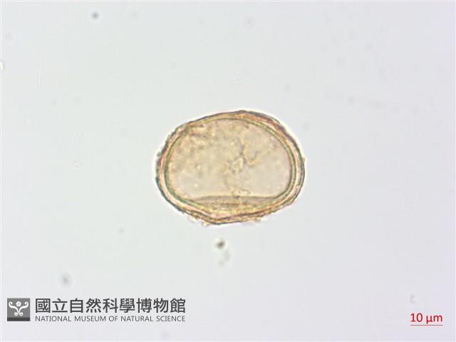 生芽蹄蓋蕨藏品圖，第3張