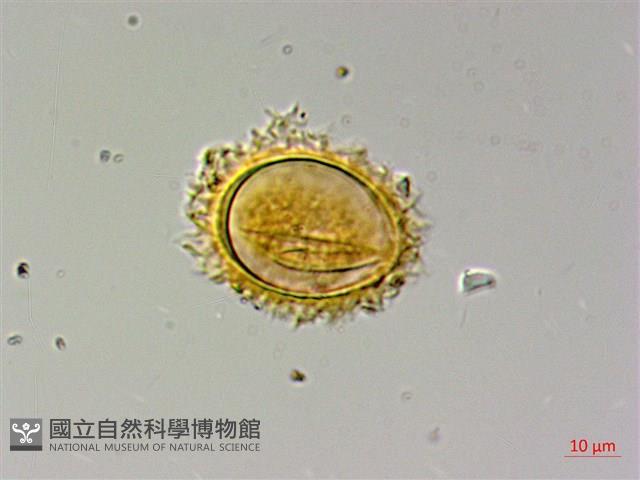 蛇脈三叉蕨藏品圖，第3張