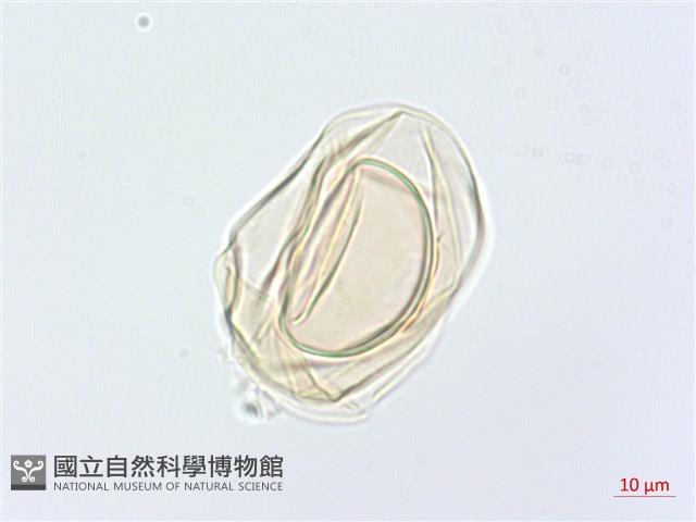 川上氏雙蓋蕨藏品圖，第3張