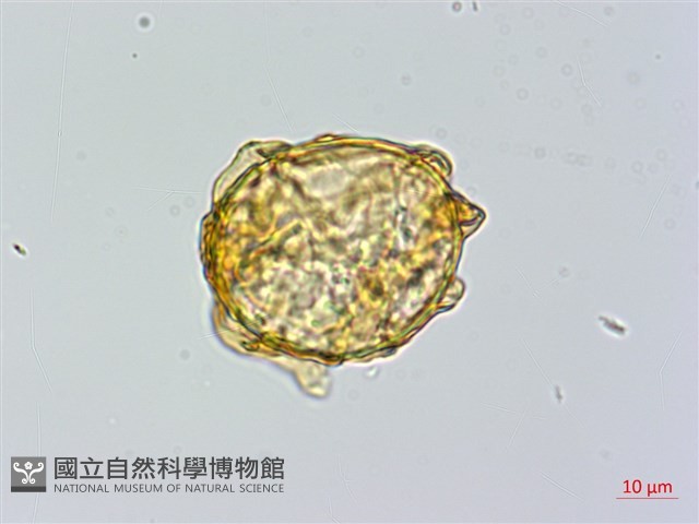 愛德氏肋毛蕨藏品圖，第3張
