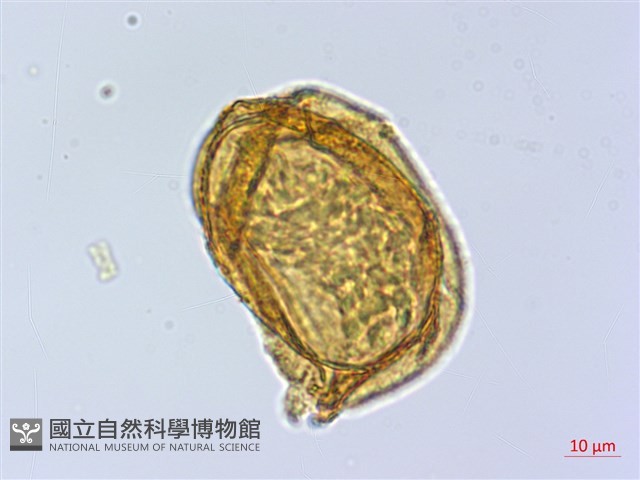 登錄號:P019418藏品圖，第2張