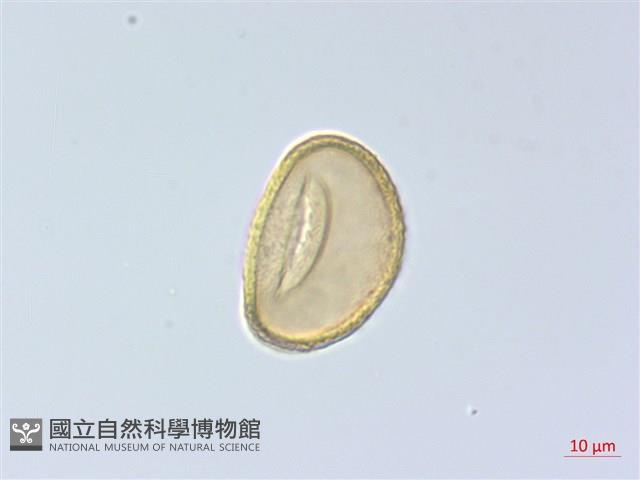 紅柄蹄蓋蕨藏品圖，第2張