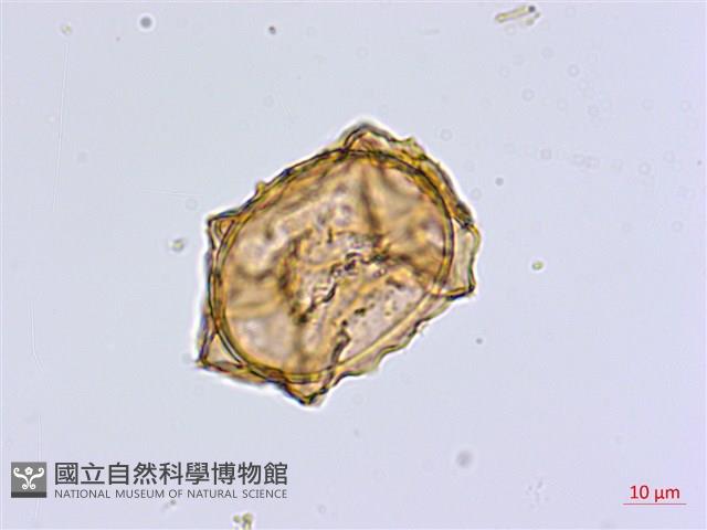 南洋山蘇花藏品圖，第2張