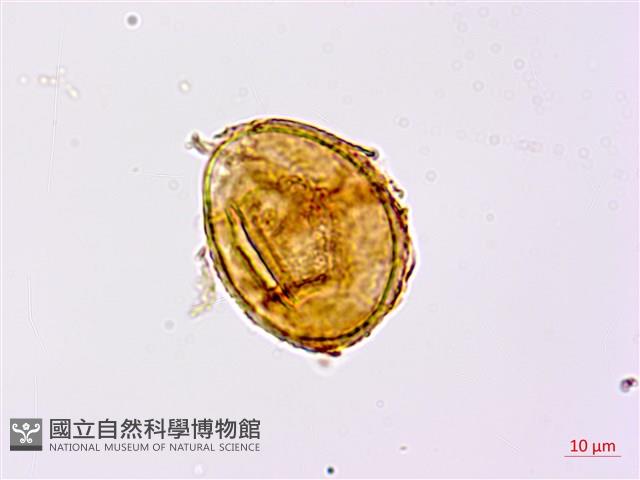 崇澍蕨藏品圖，第3張