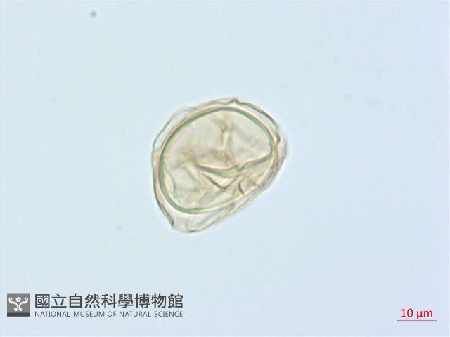 廣葉鋸齒雙蓋蕨藏品圖，第2張