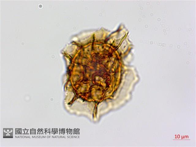 剪葉鐵角蕨藏品圖，第2張