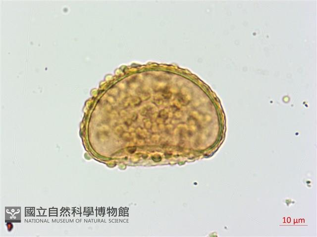 登錄號:P012798藏品圖，第2張