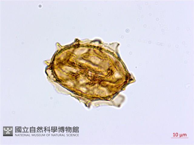 大蓬萊鐵角蕨藏品圖，第3張