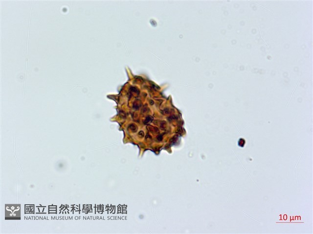 寬葉冷蕨藏品圖，第2張