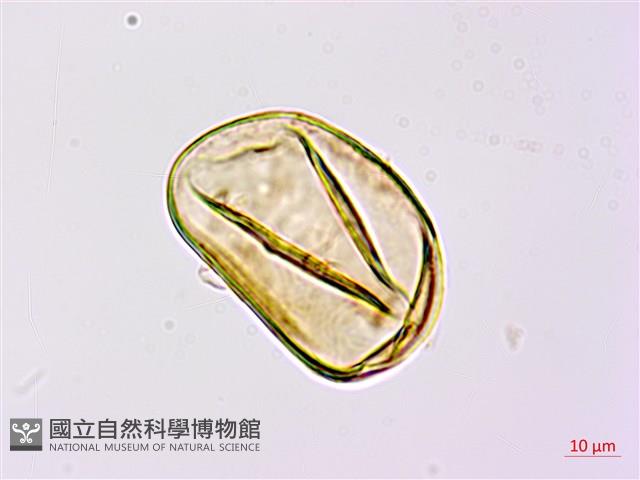 登錄號:P009768藏品圖，第3張