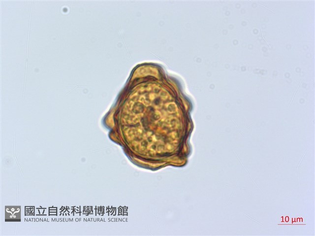 斜方複葉耳蕨藏品圖，第2張