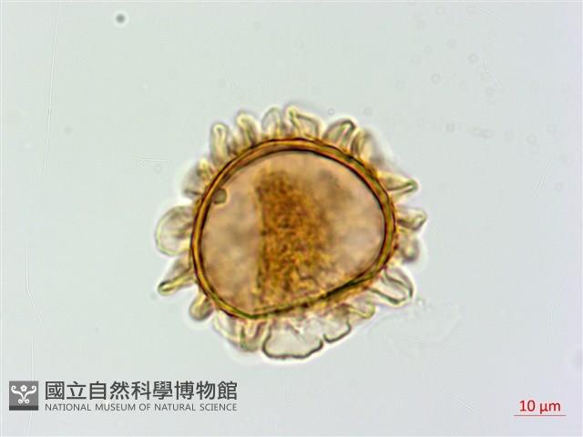 深山蹄蓋蕨藏品圖，第3張