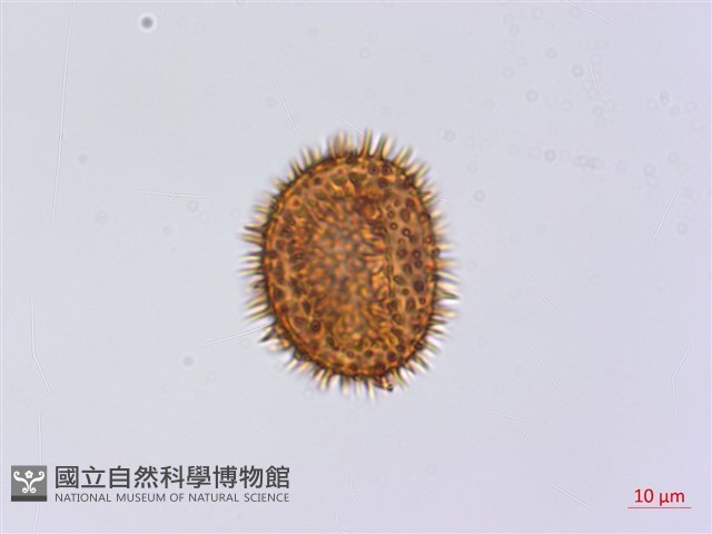 頂囊肋毛蕨藏品圖，第4張