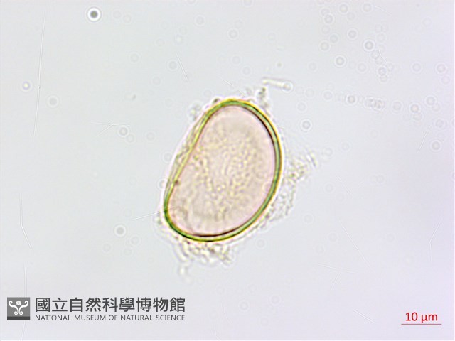 鱗柄鐵角蕨藏品圖，第3張