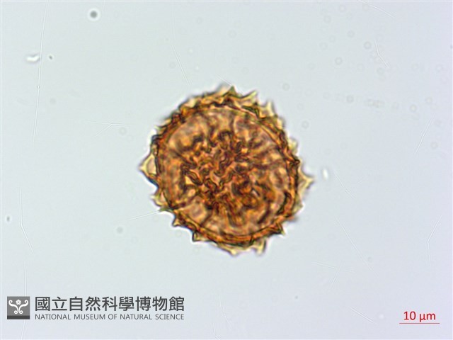 線葉鐵角蕨藏品圖，第3張