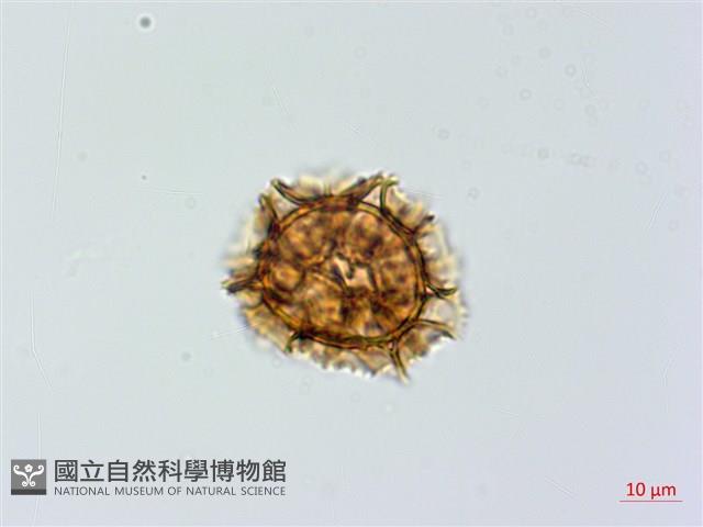 薄葉鐵角蕨藏品圖，第2張