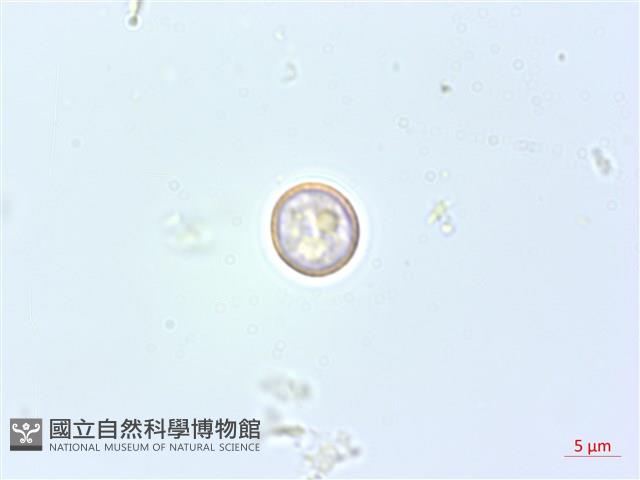 花點草藏品圖，第2張