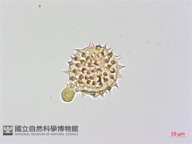 鬼針舅藏品圖，第3張
