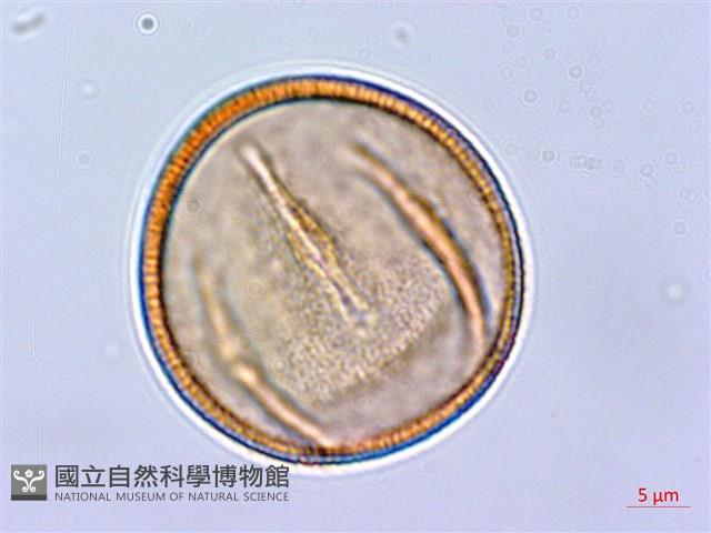 長刺酸模藏品圖，第2張