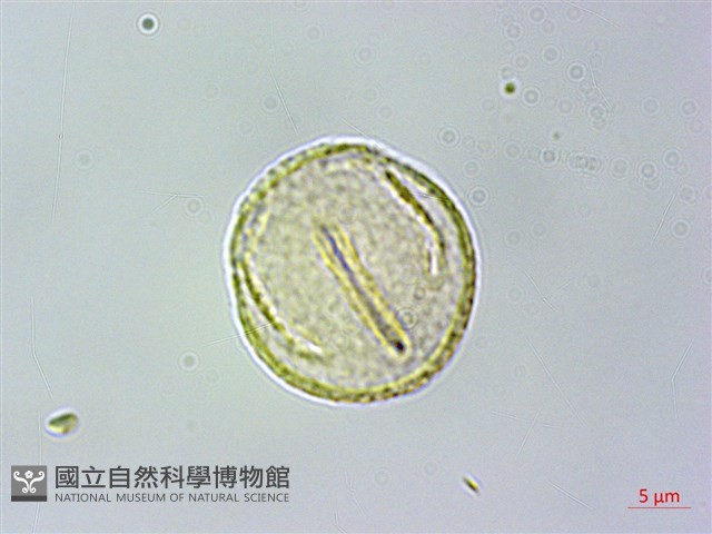 耿氏虎皮楠藏品圖，第3張