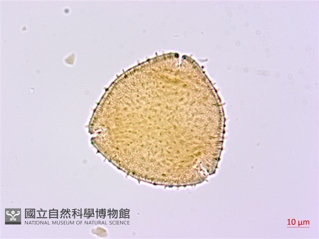 無梗忍冬藏品圖，第2張