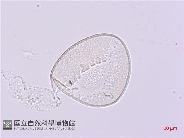 卵葉油點草藏品圖，第2張