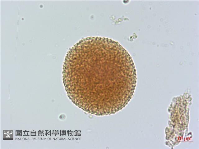 豬腳楠藏品圖，第2張