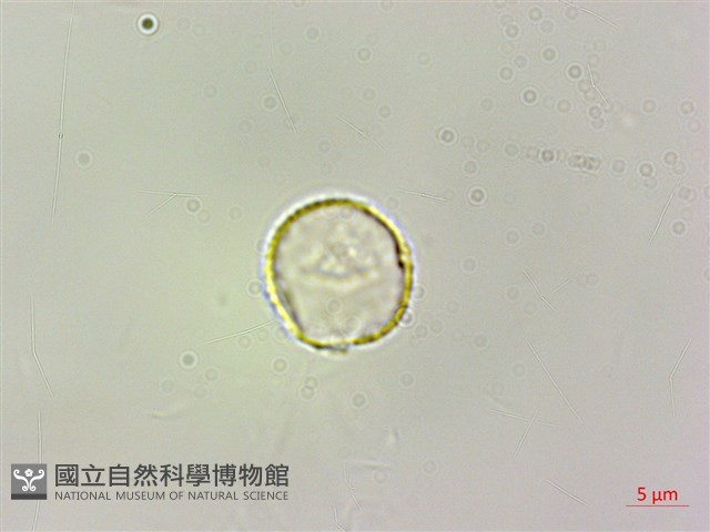 長梗盤花麻藏品圖，第2張