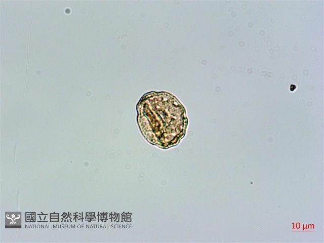 瓜槌草、漆姑草藏品圖，第3張