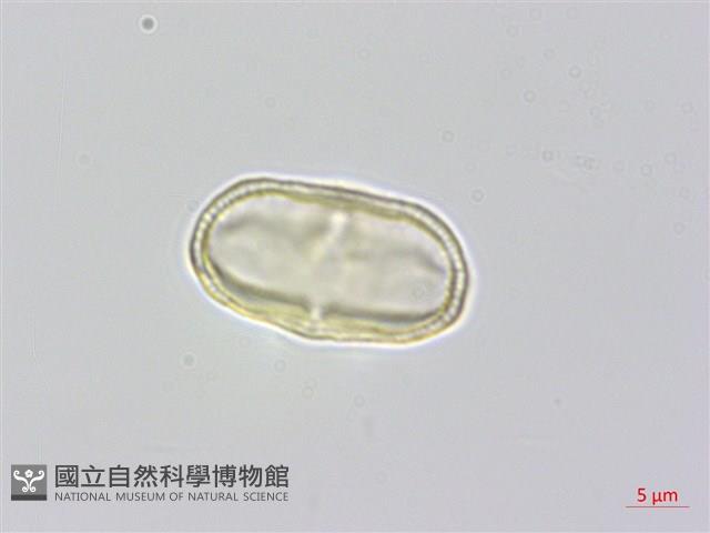 昆明芹藏品圖，第2張