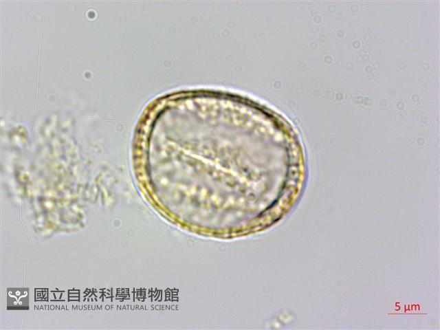 串鼻龍藏品圖，第3張