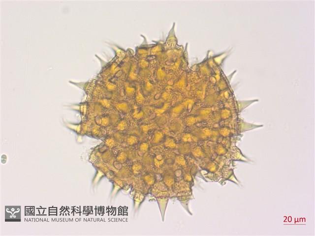 野棉花藏品圖，第2張