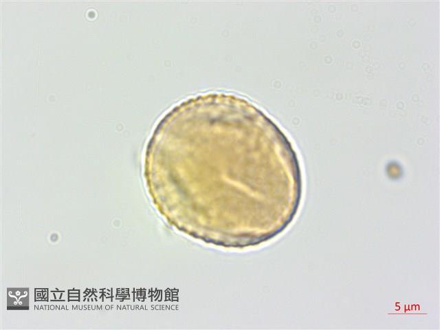 白木蘇花藏品圖，第2張