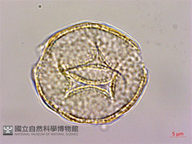 鉤柱毛茛藏品圖，第2張