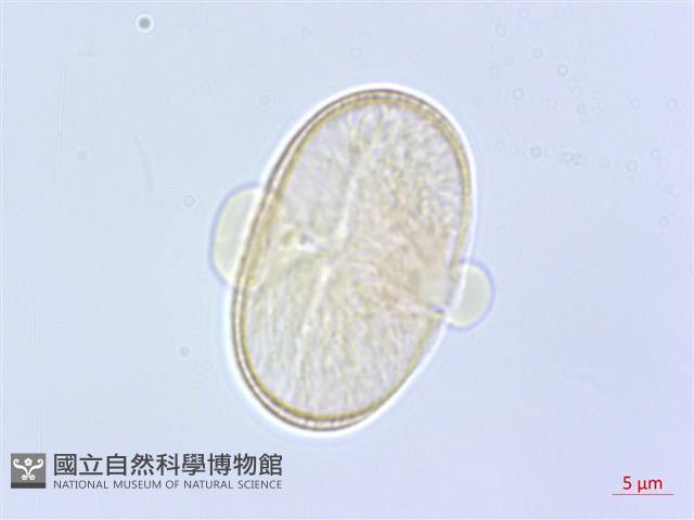 臺灣前胡藏品圖，第2張