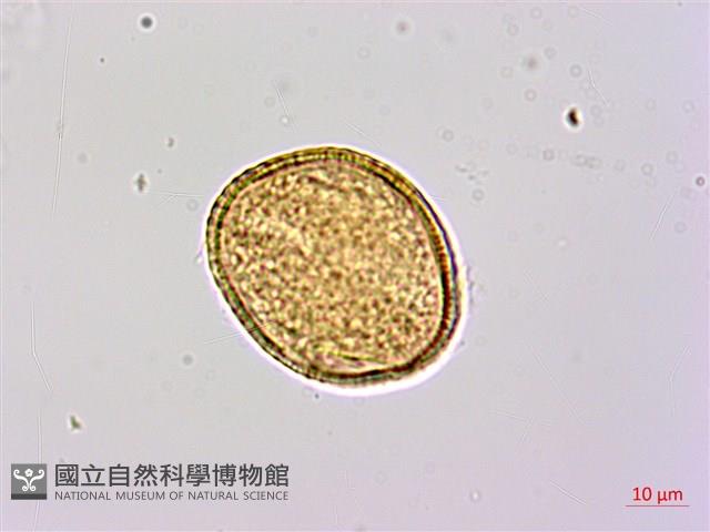 厚葉捕魚木、扁擔桿子藏品圖，第2張