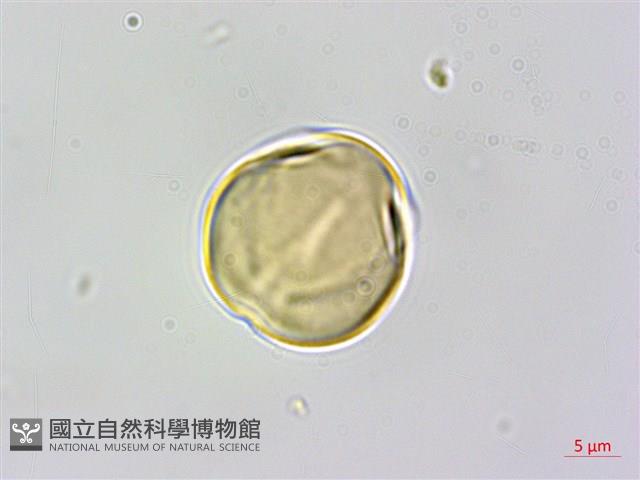 黃背葉柃木藏品圖，第2張