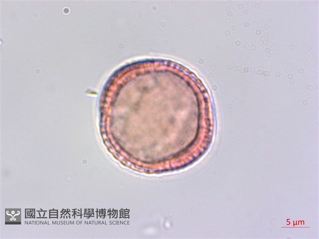 寬葉金粟蘭藏品圖，第3張