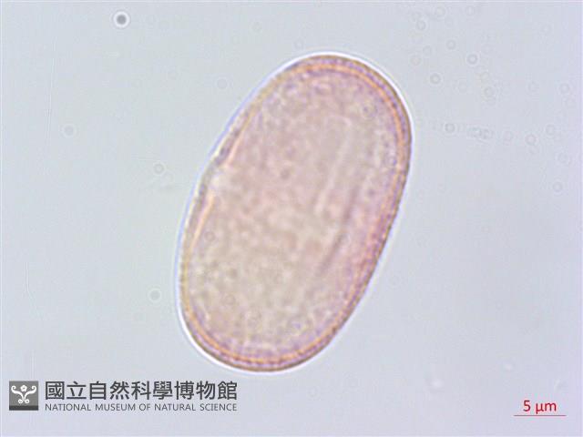 白苞芹藏品圖，第2張