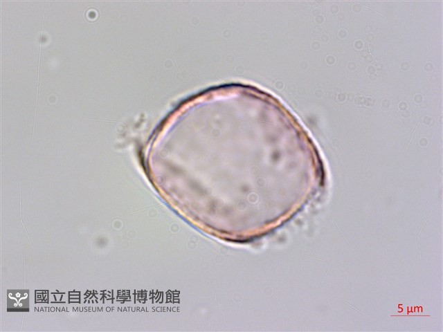 小杜若、川杜若藏品圖，第2張
