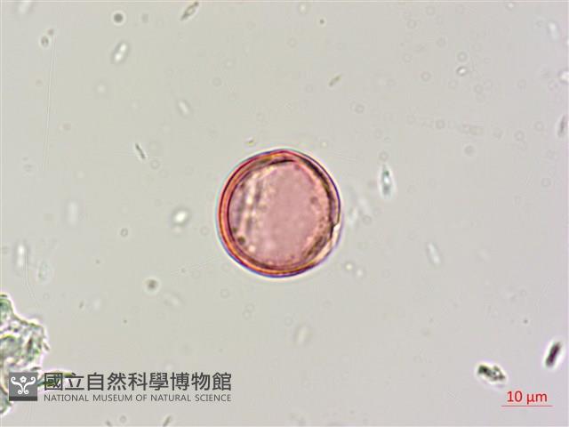 印度田菁藏品圖，第2張