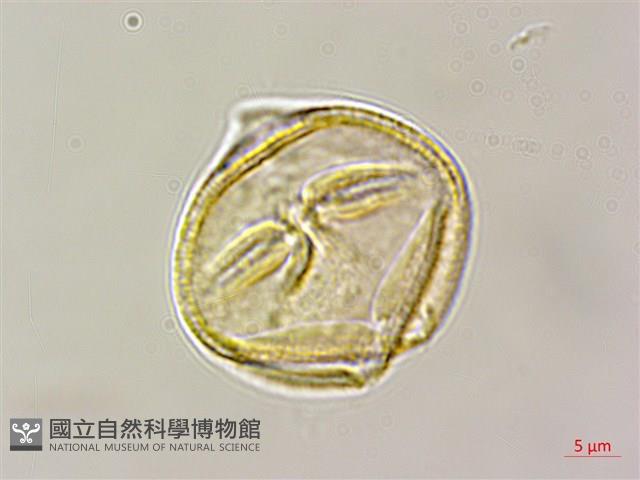 假赤楊、有丹樹、丹招樹藏品圖，第2張