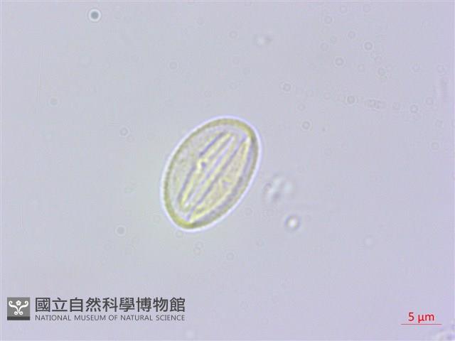 響鈴豆藏品圖，第2張