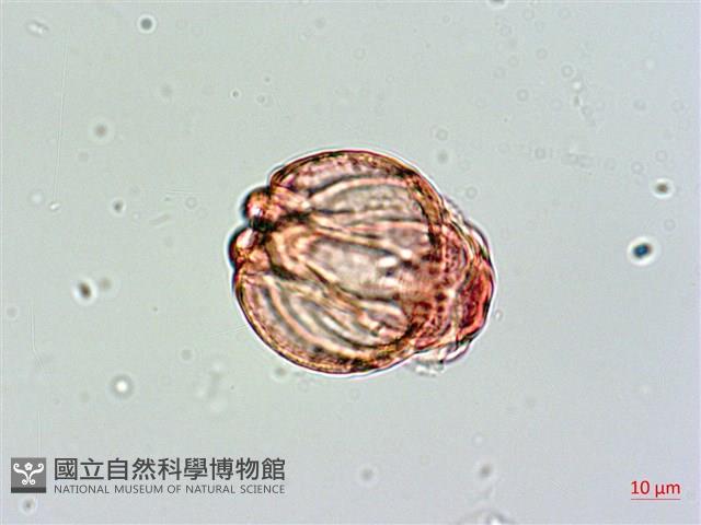 棋盤腳樹藏品圖，第3張