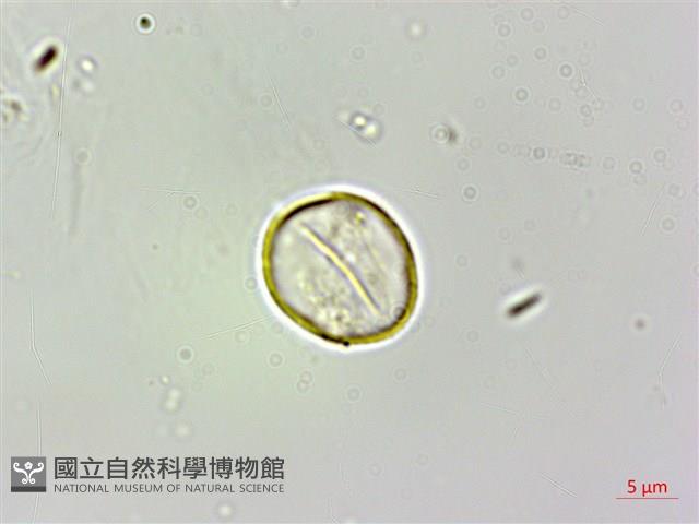 蠍子草藏品圖，第2張