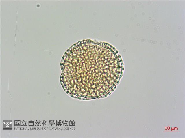 日本女貞藏品圖，第2張