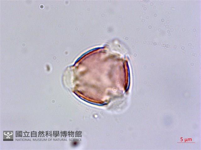 尖萼佛甲草藏品圖，第3張