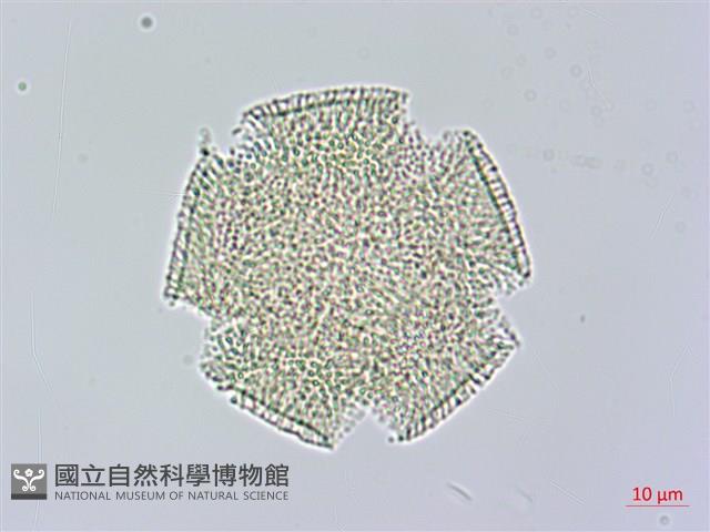 長梗毛娥房藤藏品圖，第3張