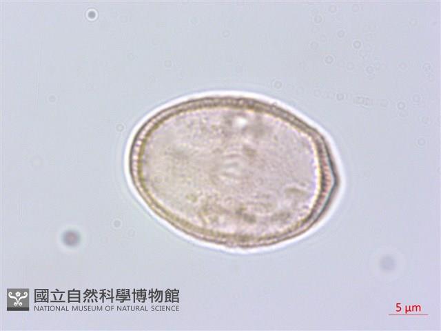 蒿本藏品圖，第2張